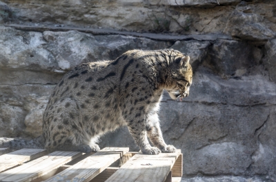 SA Zoo Geoffroys Cat 2025